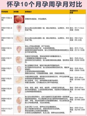 怀孕10个月的孕周孕月对比图 