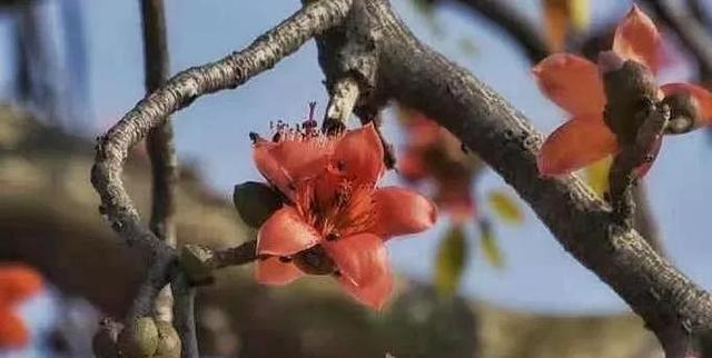 送你一朵小红花，祛湿又健康 