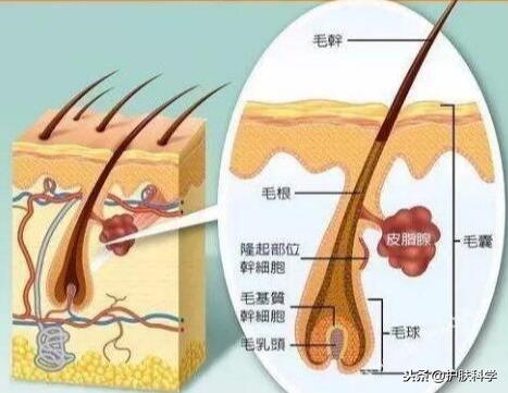 头发总出油，还经常性脱发，怎么回事？10个小建议，赶紧试试吧 