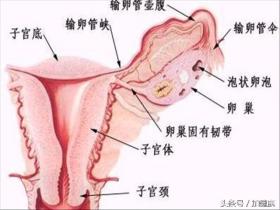 加健康资讯：输卵管健康的自测方法 