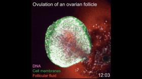 科学家有史以来第一次实时拍摄到排卵过程的每一步 