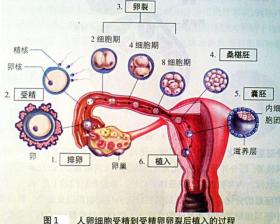 孕早期是胎宝发育关键期，一张高清图告诉你不同器官畸形敏感期 