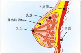 按摩真的能让“胸部”越变越大吗？怎么才能更大呢？ 