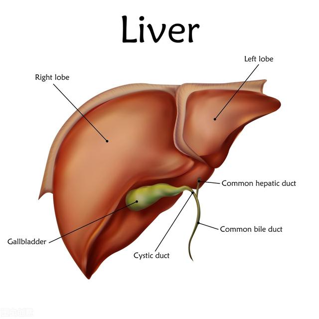 再次强调：肝脏是“哑巴”器官，身体这三种表现，或是肝癌前兆 
