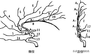 40张大脑前、中、后动脉的分段图解，一看就会 