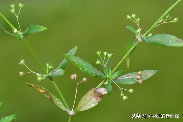 传奇的中药——白花蛇舌草 