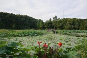 夏日“水生娇娃”，慈姑与泽泻送清凉 