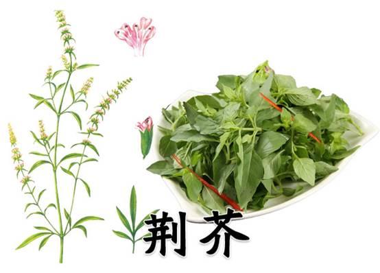 荆芥，去除感冒发热 袪风发汗 透疹止血的能手 