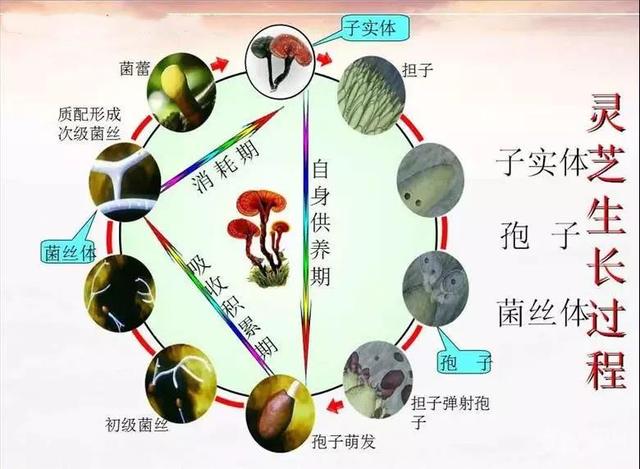 灵芝的成长三个阶段，灵芝的成分与作用 