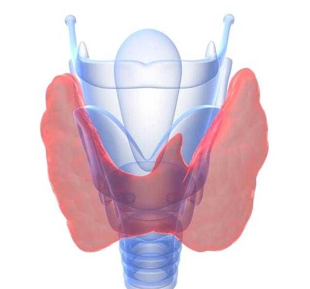甲状腺有哪些作用？ 