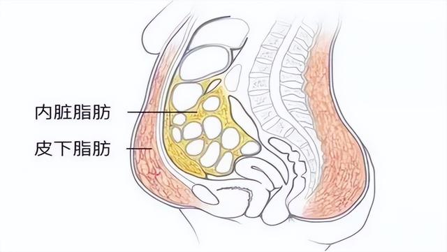 腰两侧和腹部的赘肉，要怎样才能快速减去？4种方法告知您 