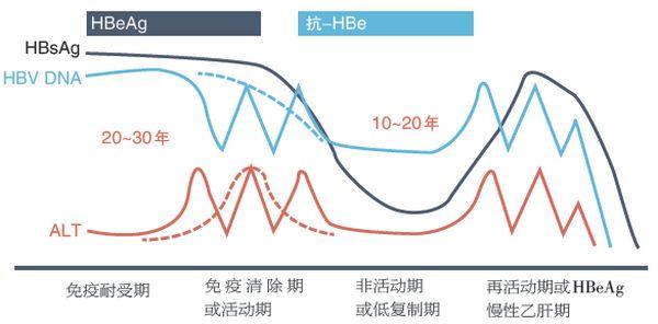 耐受期乙肝病毒携带者 仅为传染源 多数中年后进入免疫清除期！ 