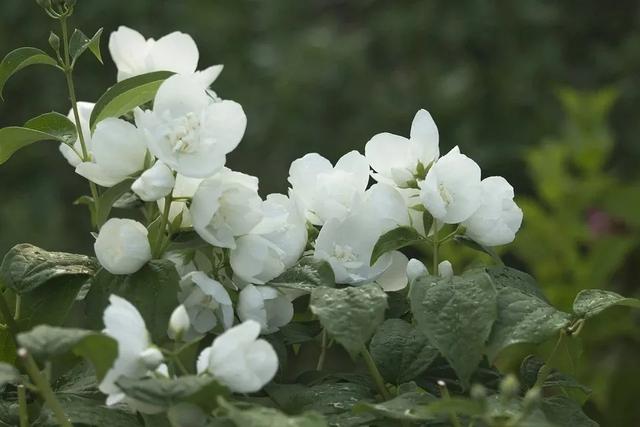 茉莉花，常喝能疏肝解郁，是真的吗？ 