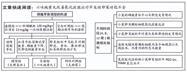 六味地黄丸治疗早发性卵巢功能不全模型小鼠的分子机制 