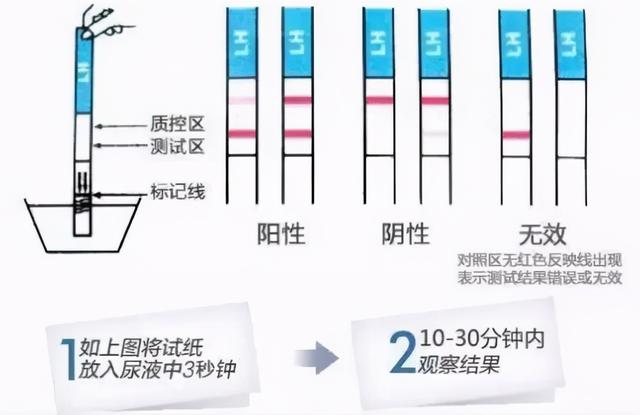 你知道早孕试纸上“两条杠”的秘密吗？ 